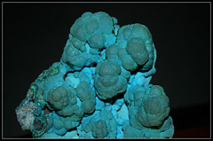 Chrysocolle (2)