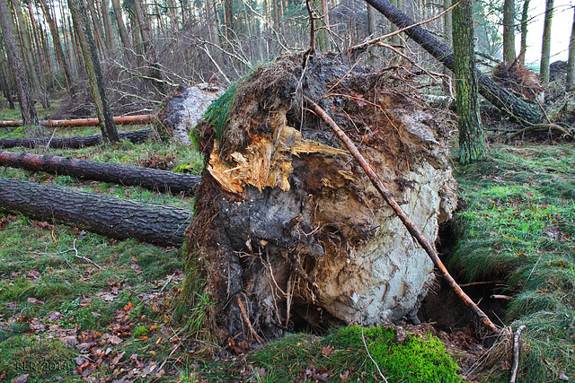 Sturmschäden am Waldrand