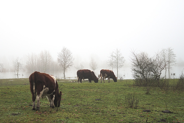 Cows