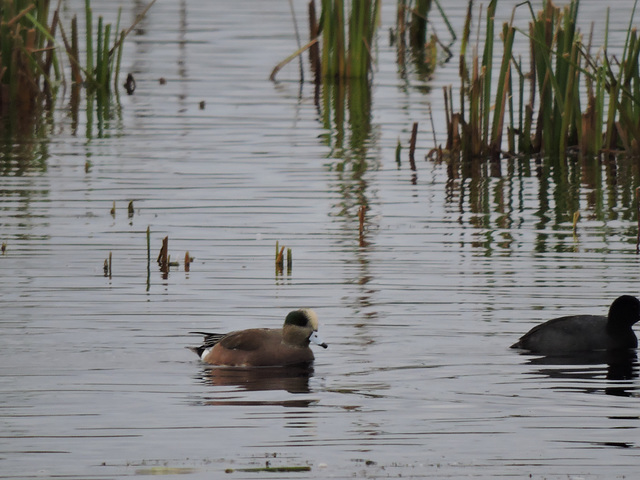 American Wigeon