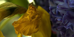 Daffodils And Hyacinths