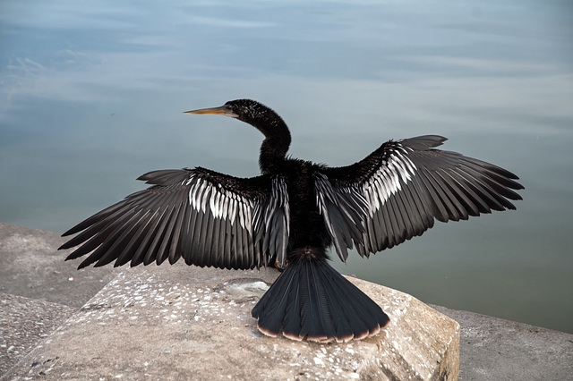 BetterAnhinga