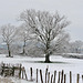 Un chêne  - Oak tree