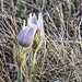 crocuses pair