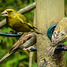 20230629 1497CPw [D~LIP] Grünfink (Caeduelis chloris), Haussperling (Passer demesticus), Bad Salzuflen