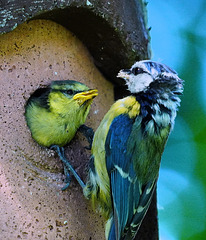 Blaumeisen (5 PiPs) Blaumeisen (5 PiPs)