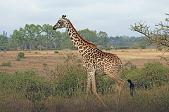 Masai giraffe