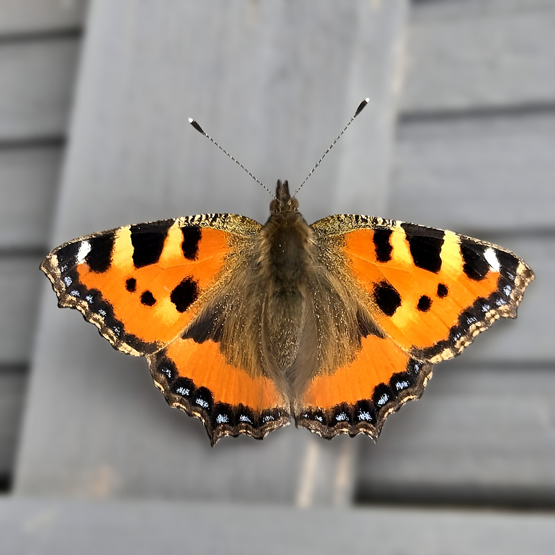 Butterfly