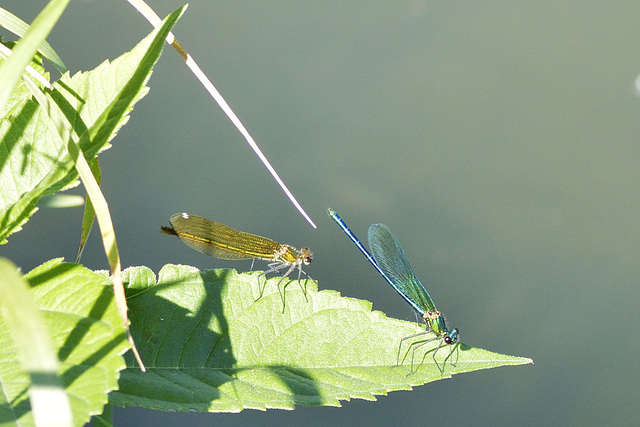 Western Demoiselles m+f  (C. (splendens) xanthostoma)