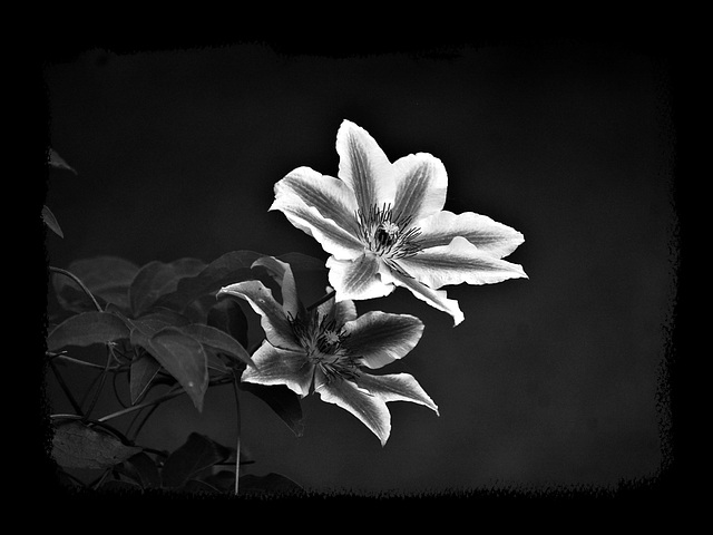 Clematis