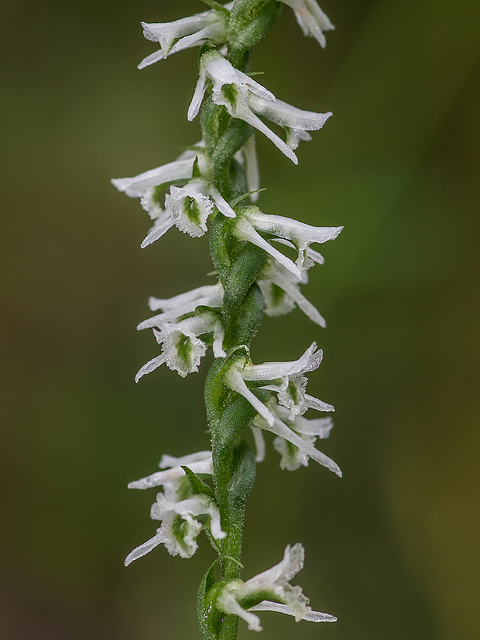 Spiranthes lacera var. gracilis (Southern Slender Ladies'-tresses orchid)