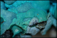 Chrysocolle