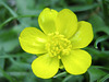 Buttercup on lawn 02
