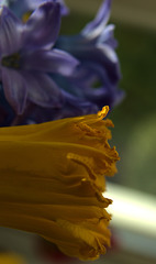 Daffodils And Hyacinths