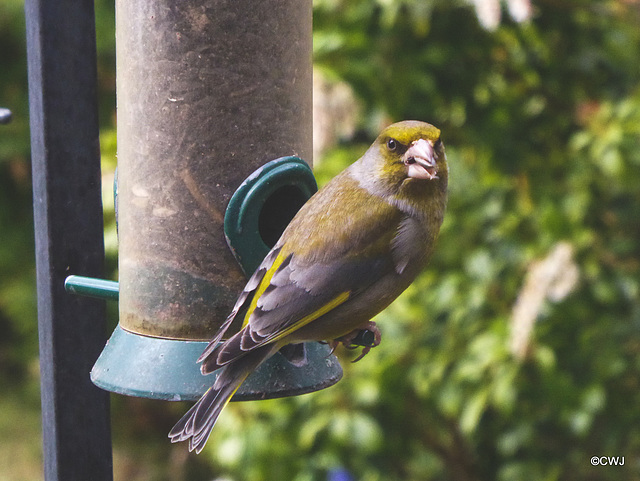 Greenfinch