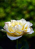 A Rose (2 PiPs)
