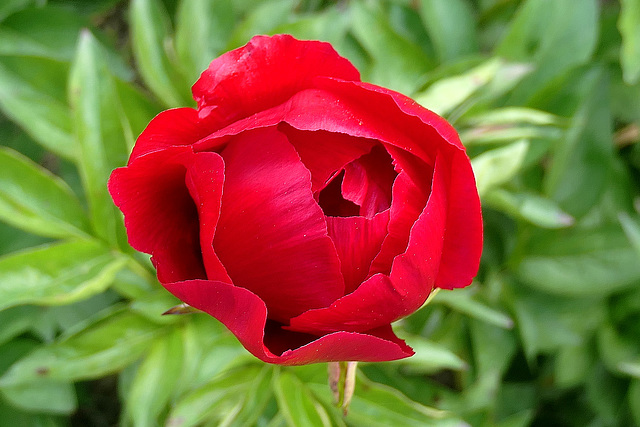 Quelques pivoines de mon jardin...