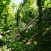 Wanderung in einem Schluchtwald - Hiking in a gorge forest