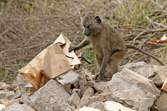 What's for lunch?