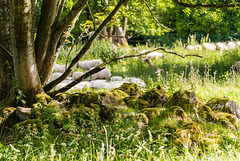 Rhön - 20150628