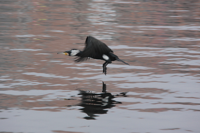 Cormorant in flight