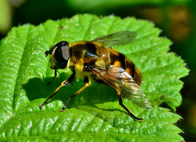 Hoverfly