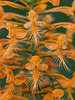 Platanthera ciliaris (Yellow Fringed orchid)