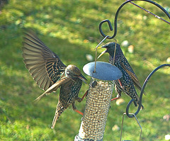 Bickering Starlings