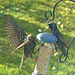 Bickering Starlings
