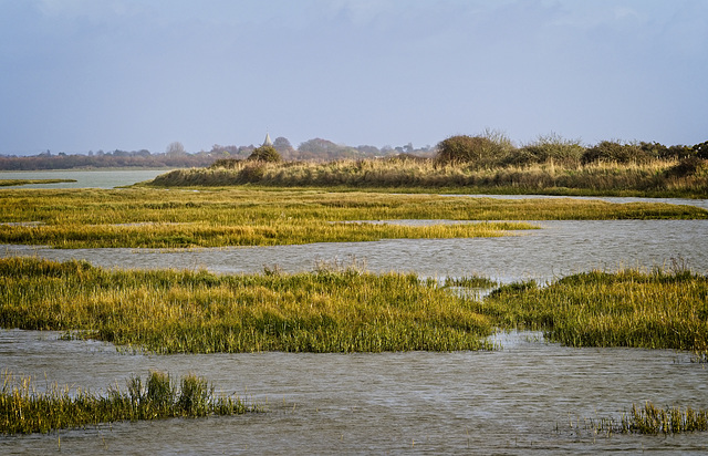 Reed Beds