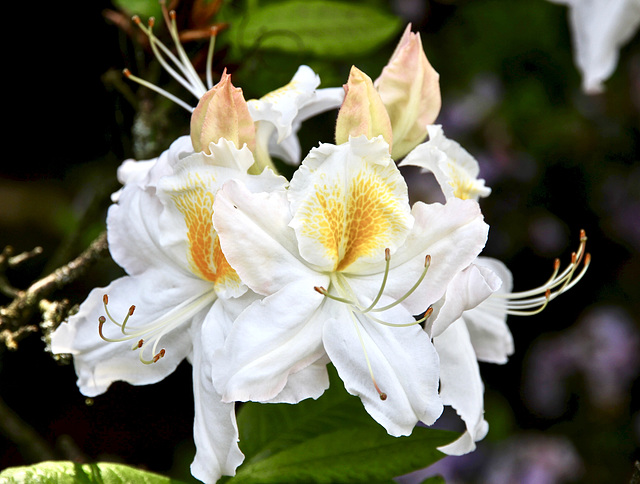 Rhododendronblüte