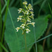 Gymnadeniopsis clavata (Club-spur orchid)
