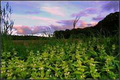 Lamium Album sunset