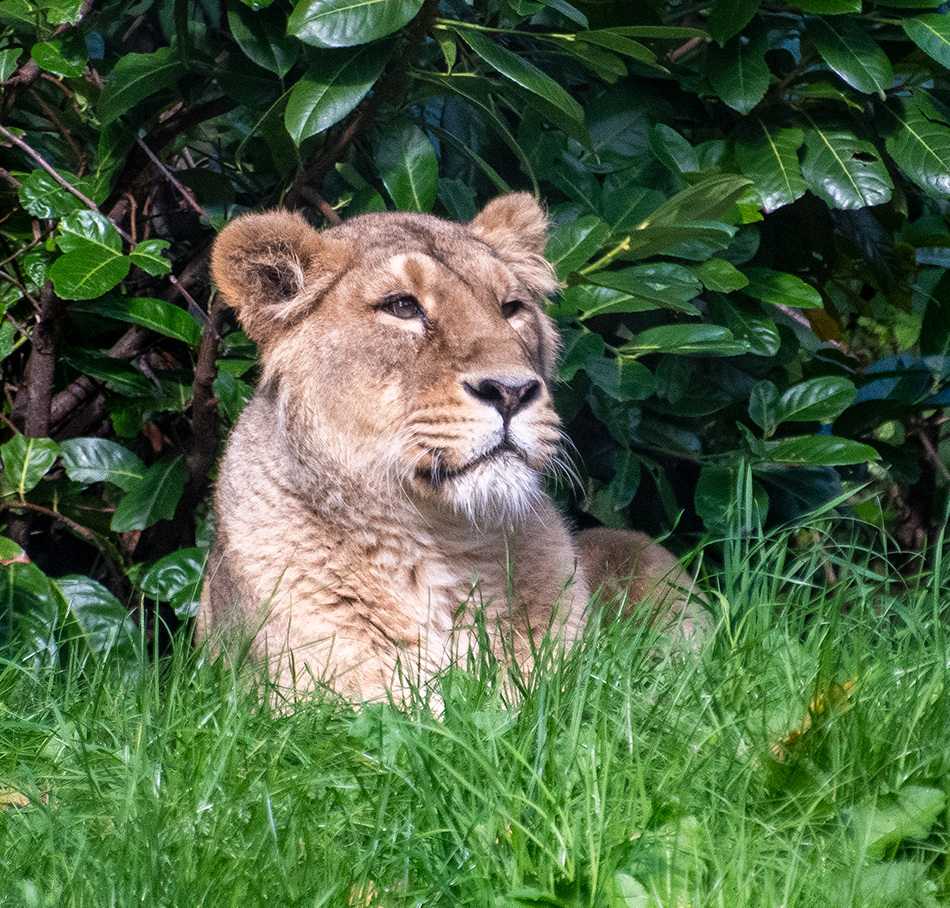 Lioness