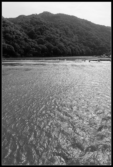 La forêt sur l'eau