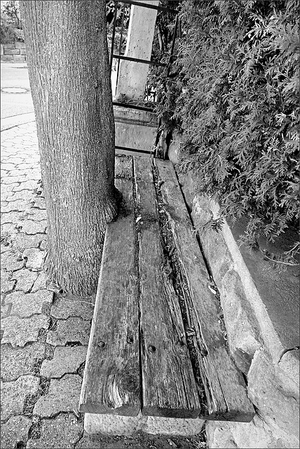 Baum mit Bankverbindung