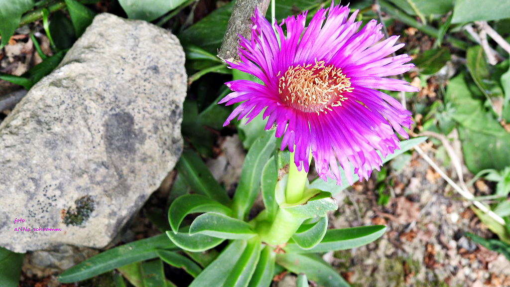 Hottentottenfeige (Carpobrotus)