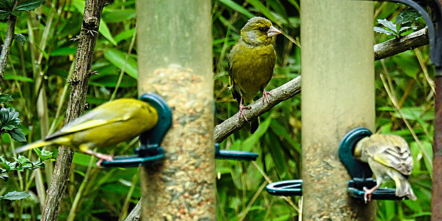 20230629 1499CPw [D~LIP] Grünfink (Caeduelis chloris), Mitte [JV], Bad Salzuflen