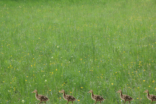 Entenküken im Gänsemarsch :-)