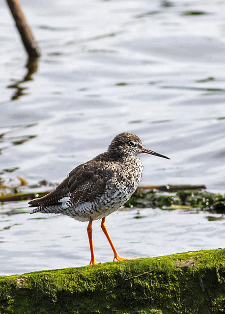 Redshank