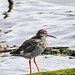 Redshank