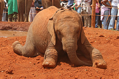 Enjoying a dust bath