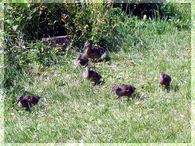 Entenfamilie / duck family