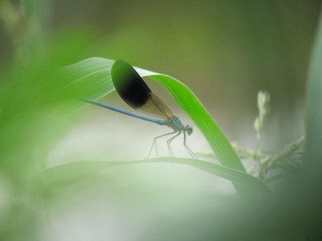 Western Demoiselle - Calopteryx xanthostoma 28-06-2012