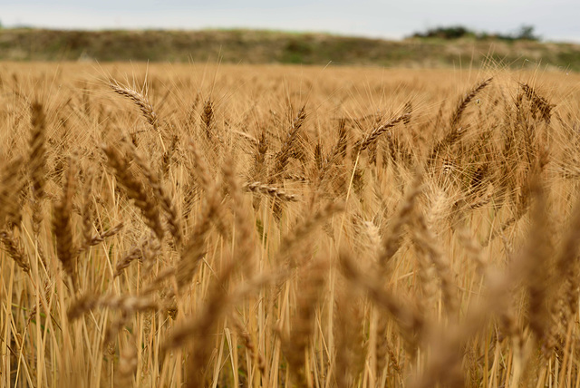 Wheat field_June