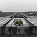 Auschwitz (34) - 19 September 2015
