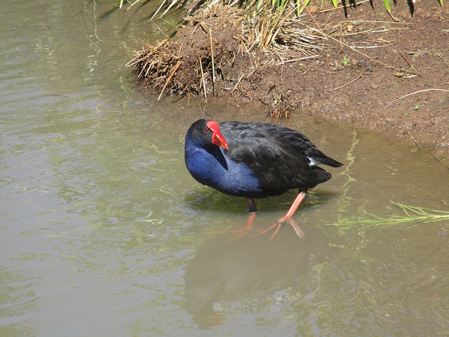 WaterBirdPark0816 1006