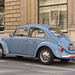 A Beetle in Vienna (2) - 21 August 2017