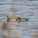 American Wigeon