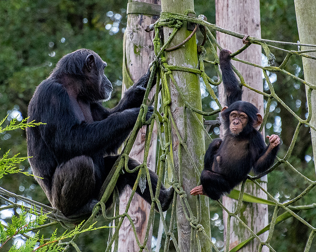 Chimp with Stevie the young chimp